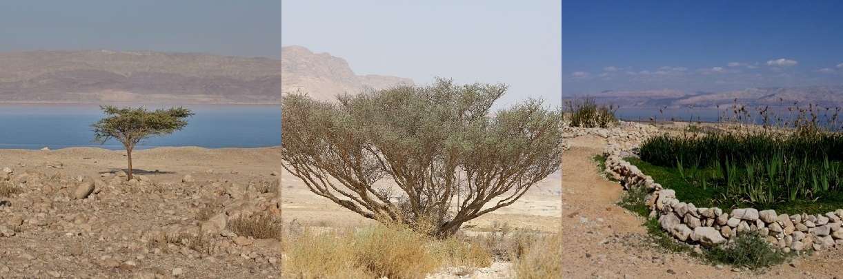 Rostliny od Mrtvého moře - PLANTS